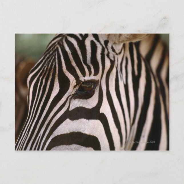 Close-up of zebra's head postcard (Front)