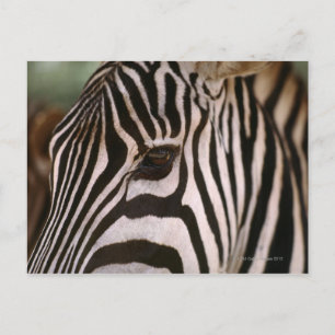 Close-up of zebra's head postcard