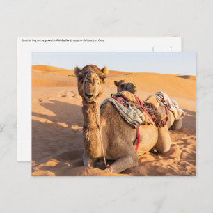 Close-up on Camel in Oman desert Postcard