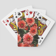 Close-up on chrysanthemum plant