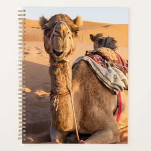 Close-up on funny camel in Oman Wahiba desert Planner