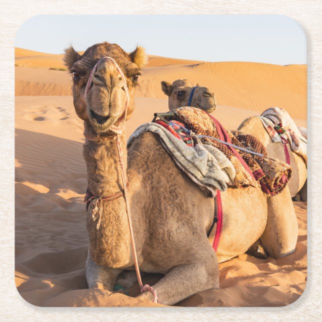 Close-up on funny camel in Oman Wahiba desert Square Paper Coaster (Front)