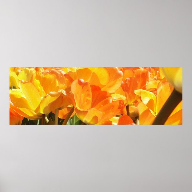 Close-up Orange and Yellow Tulips Poster (Front)