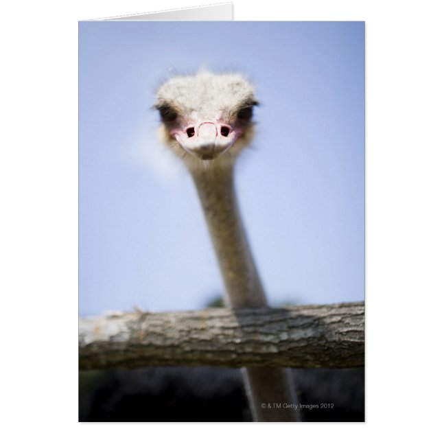 Close up Ostrich head (Front)