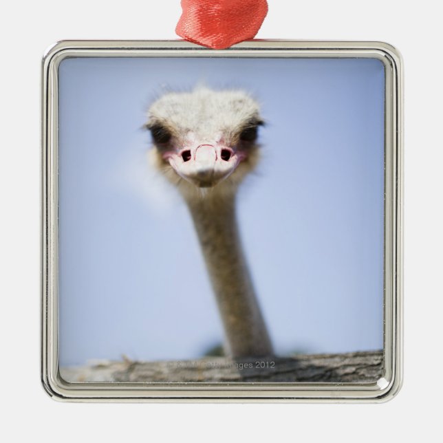 Close up Ostrich head Metal Ornament (Front)