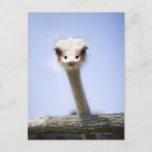 Close up Ostrich head Postcard