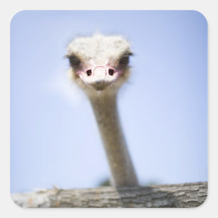 Close up Ostrich head Square Sticker