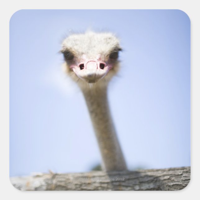 Close up Ostrich head Square Sticker (Front)