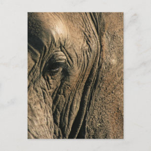 Close-up photo of African elephant eye Postcard