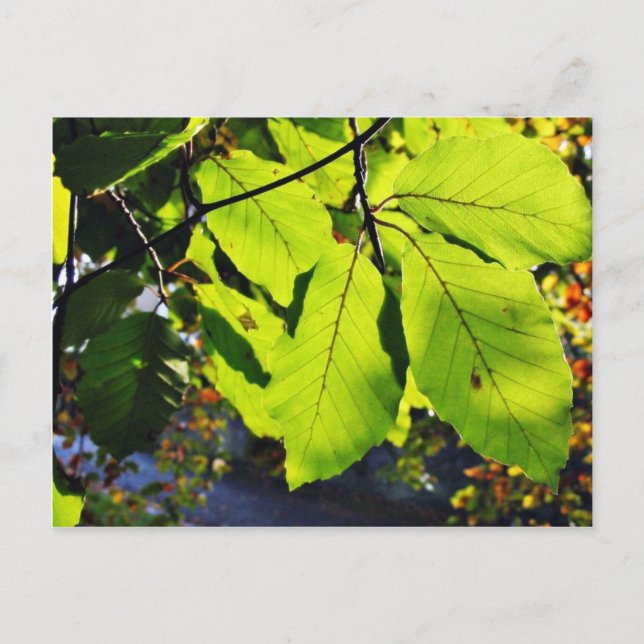 Close Up Photo Of Beech Leaves Postcard (Front)