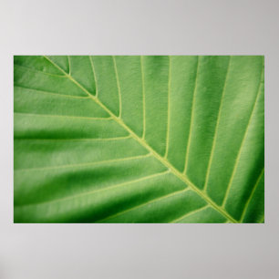 Close up photo of green leaf poster