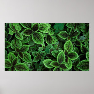 CLOSE UP PHOTO OF GREEN LEAFED PLANT POSTER