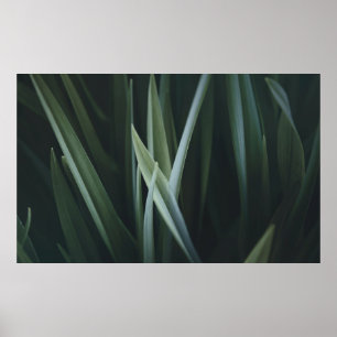 Close up photo of green linear leaves poster