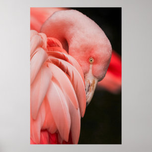CLOSE UP PHOTOGRAPHY OF A PINK BIRD POSTER