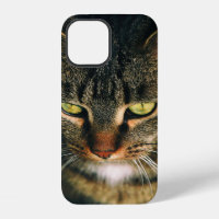 CLOSE-UP PHOTOGRAPHY OF GRAY TABBY CAT