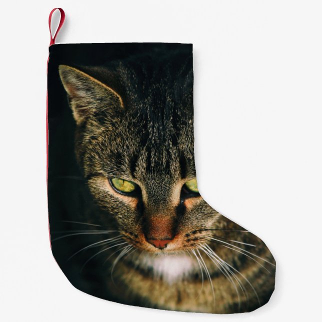 CLOSE-UP PHOTOGRAPHY OF GRAY TABBY CAT SMALL CHRISTMAS STOCKING (Front)