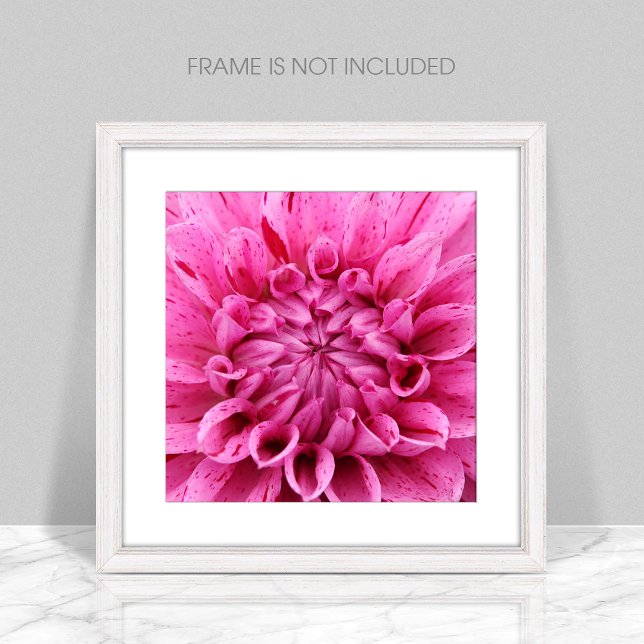 Close-Up Pink Dahlia (Pink Flower) Photo Print (Creator Uploaded)