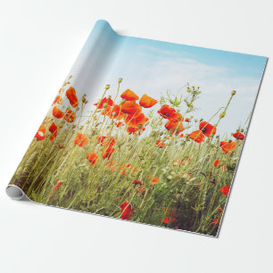 Close up poppies on field. Wild flowers in springt Wrapping Paper