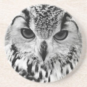 Close Up Portrait Of Eurasian Eagle-owl Coaster