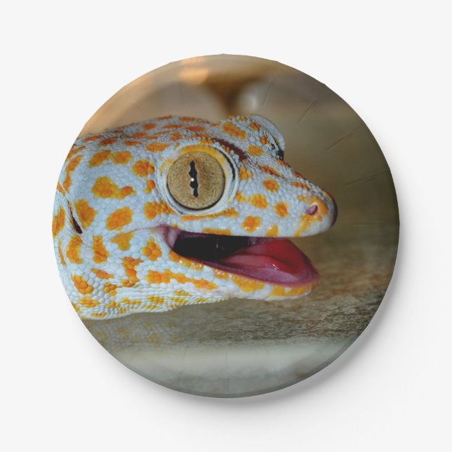 Close up portrait of Tokay gecko in TulaZoo Paper Plate (Front)