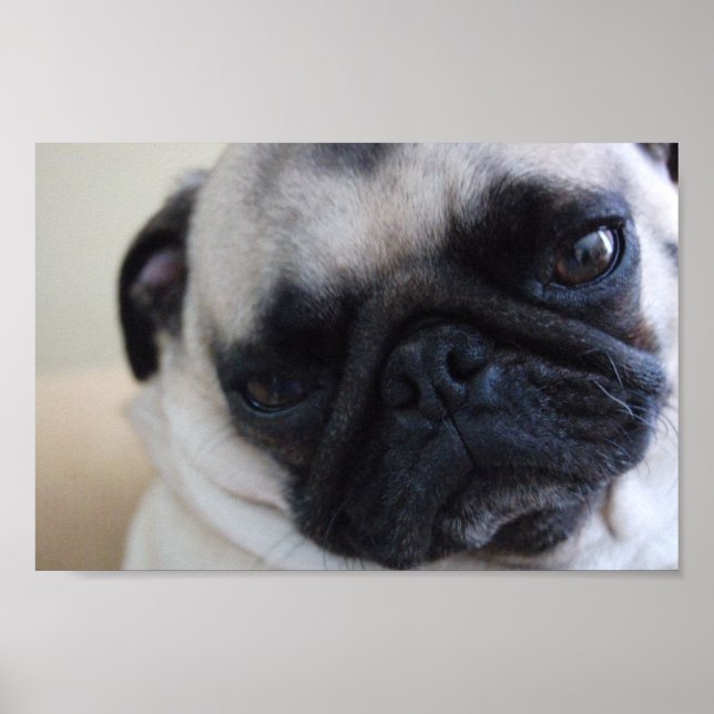 Close-up Pug Poster (Front)