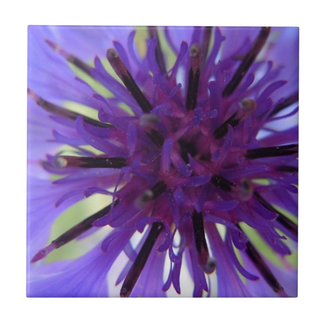 Close up Purple Bachelor Button Tile (Front)