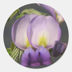 Close-Up Purple Wisteria Classic Round Sticker