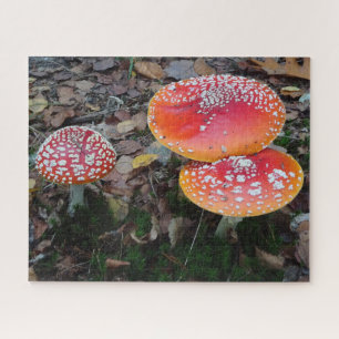 Close Up Puzzle: Three Fly Amanitas Jigsaw Puzzle