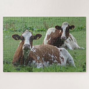 Close Up Puzzle: Two Cute White-Brown Cows Jigsaw Puzzle