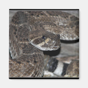 Close-Up Rattlesnake Magnet
