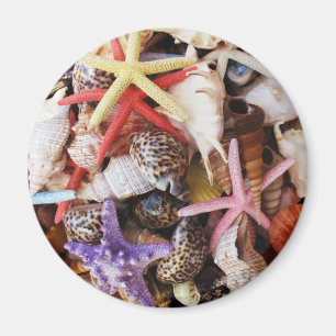 Close Up Sea Shell ans Starfish Photos Magnet
