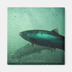 Close up shot of salmon running 2 magnet