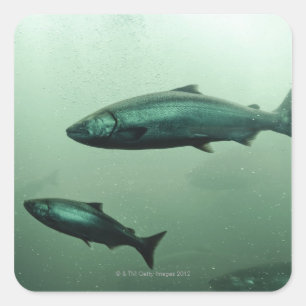 Close up shot of salmon running square sticker