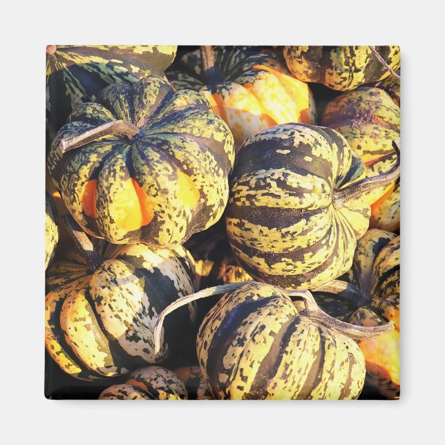 Close Up Stripey Pumpkins  Magnet (Front)
