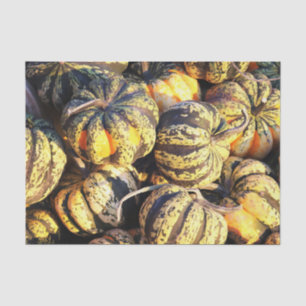Close Up Stripey Pumpkins Tissue Paper
