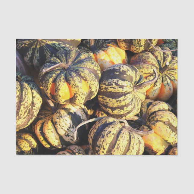 Close Up Stripey Pumpkins  Tissue Paper (Front)