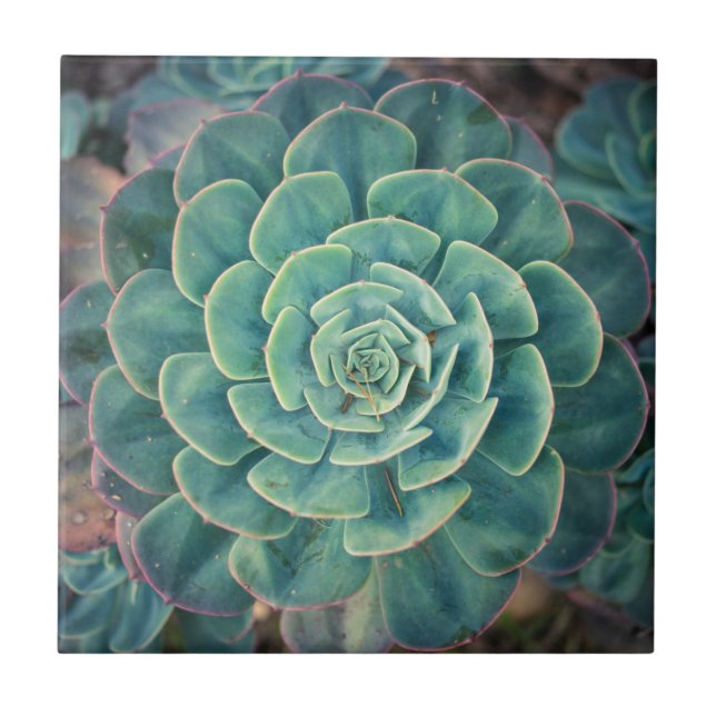 Close-up Succulent Ceramic Tile (Front)