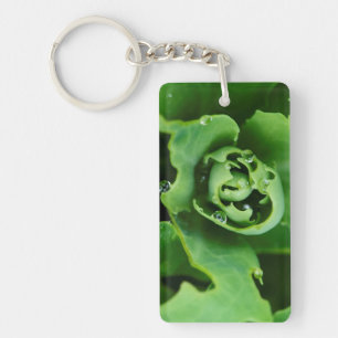 Close-up, succulent plant with water droplets key ring