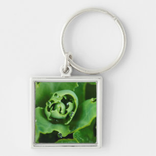 Close-up, succulent plant with water droplets key ring
