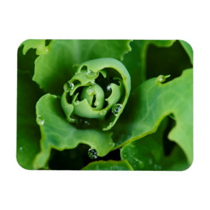 Close-up, succulent plant with water droplets magnet
