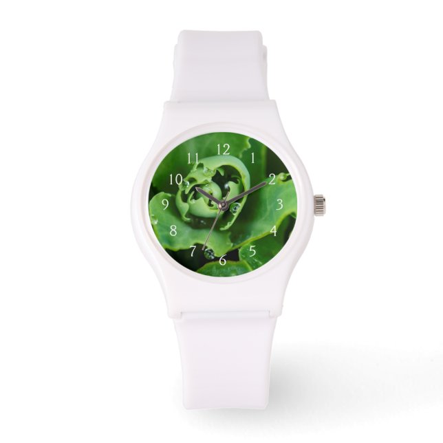 Close-up, succulent plant with water droplets watch (Front)