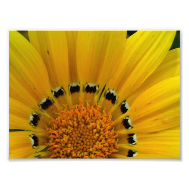 Close-Up Sunflower Photo Print (Front)