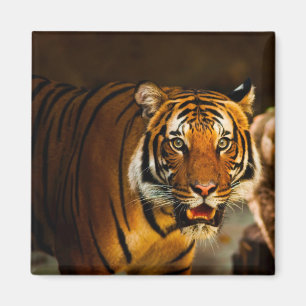 Close-up Tiger Magnet