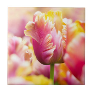Close-up Tulips Ceramic Tile