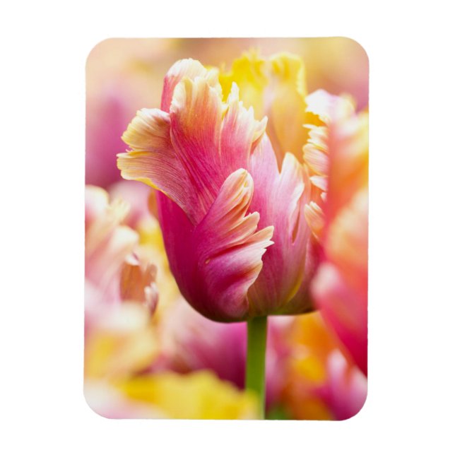 Close-up Tulips Magnet (Vertical)