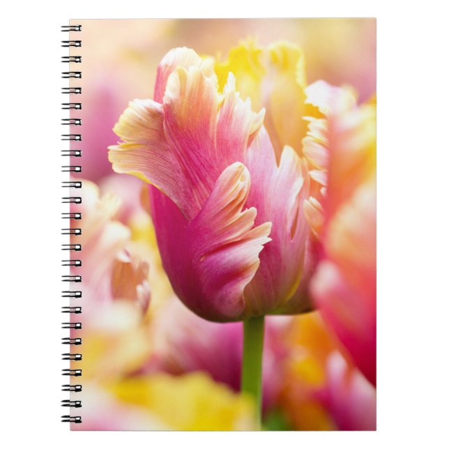Close-up Tulips Notebook (Front)