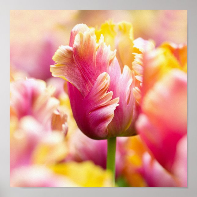 Close-up Tulips Poster (Front)