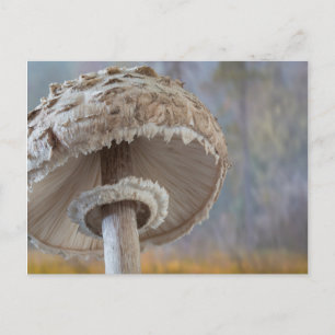 Close-Up Underside Of Mushroom Postcard