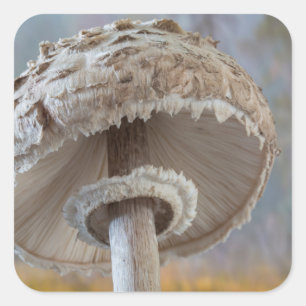 Close-Up Underside Of Mushroom Square Sticker