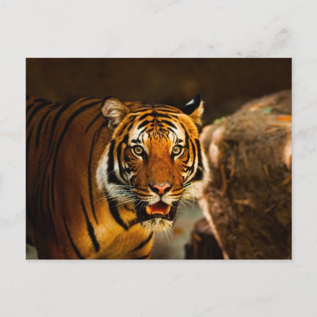 Close-up Vibrant Tiger Postcard (Front)